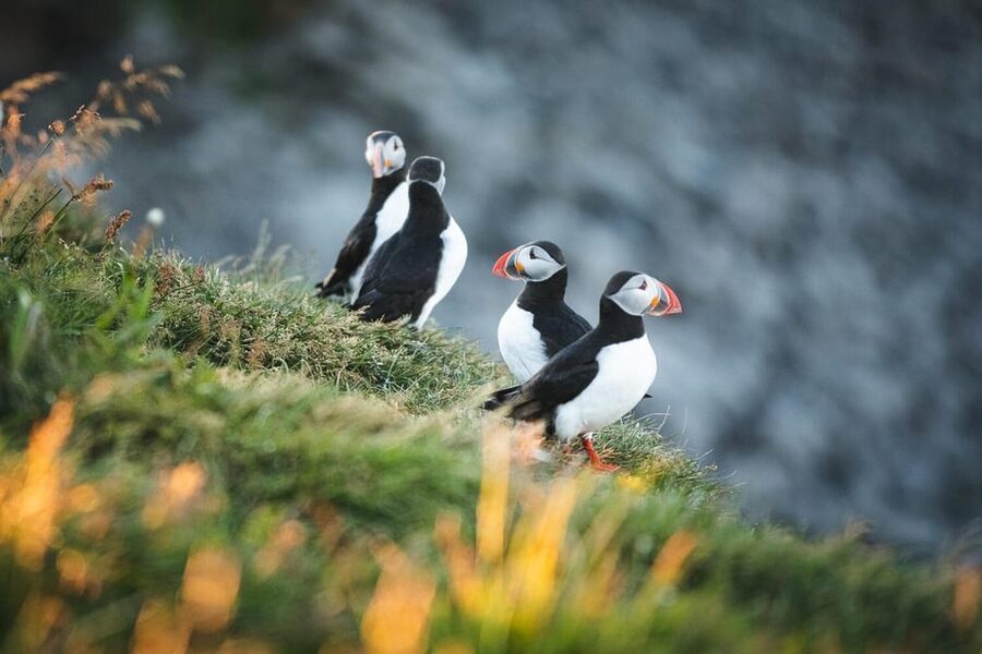Húsavík: Whale-Watching Cruise and Puffins Guided Tour - The guide, commentary, and best place to listen