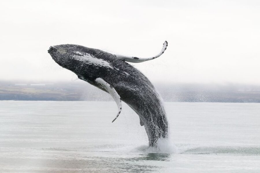 Húsavík: Whale-Watching Cruise and Puffins Guided Tour - Cold air, rough water, and comfort on board
