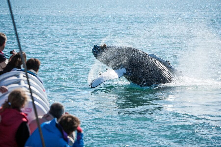 Húsavík: Whale-Watching Cruise and Puffins Guided Tour - Hot chocolate, cinnamon buns, and the trip home