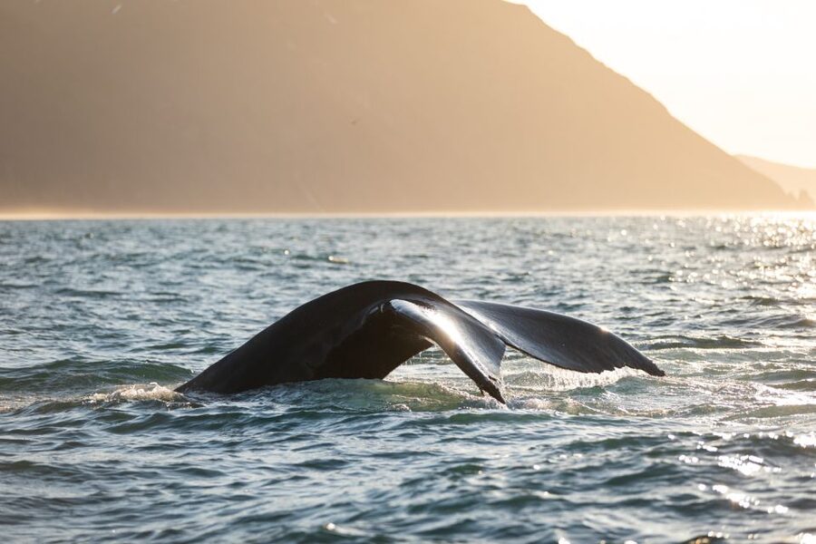 Húsavík: Whale-Watching Cruise and Puffins Guided Tour - Who will enjoy this Húsavík cruise?