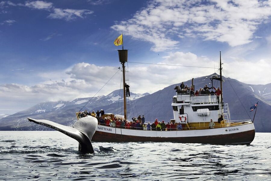 Húsavík: Whale-Watching Cruise and Puffins Guided Tour - Searching Skjálfandi Bay for whales and dolphins