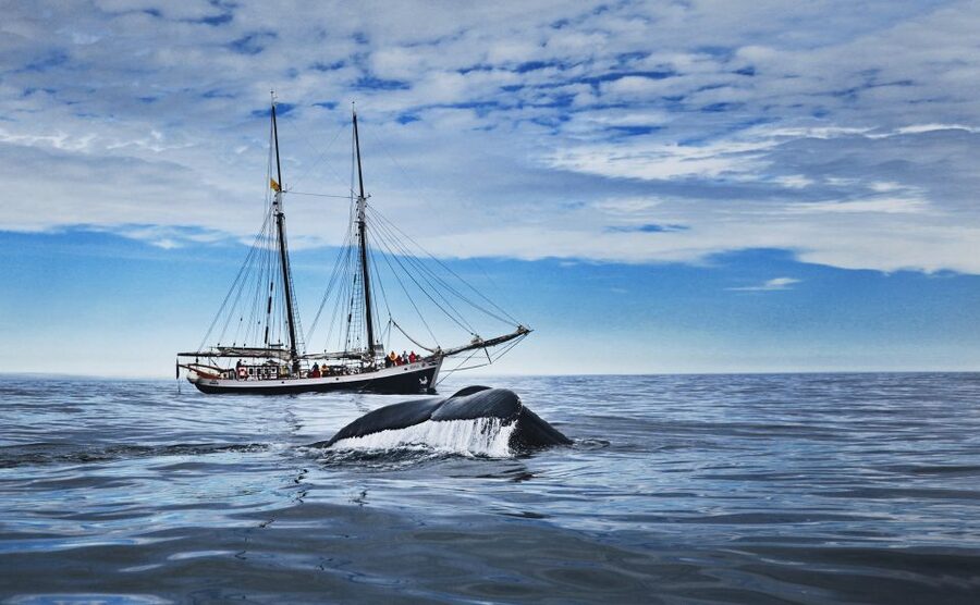 Husavik: Whale Watching on a Carbon Neutral Oak Boat - Why Húsavík became Iceland’s whale-watching town