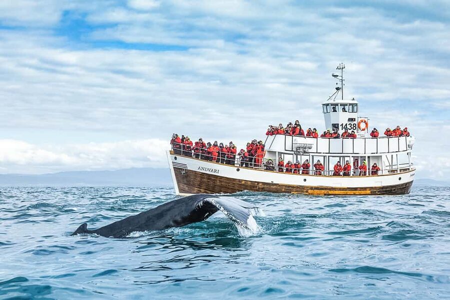 Husavik: Whale Watching on a Carbon Neutral Oak Boat - Boarding the carbon-neutral oak boat