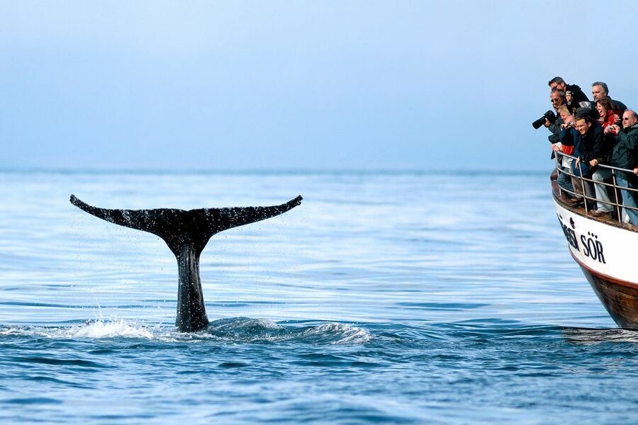 Husavik: Whale Watching on a Carbon Neutral Oak Boat - Whales, dolphins, and seabirds in the wild