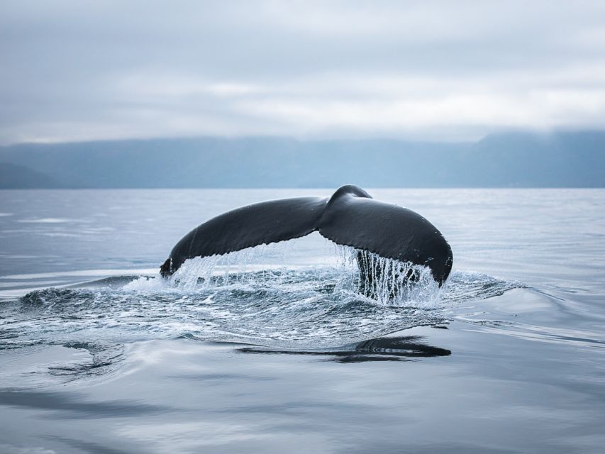 Husavik: Whale Watching on a Carbon Neutral Oak Boat - Warm overalls help, but bring your own layers