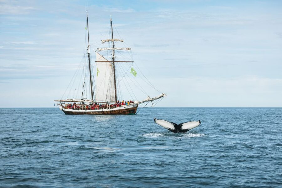Husavik: Whale Watching on a Carbon Neutral Oak Boat - Hot chocolate and a cinnamon bun at the end