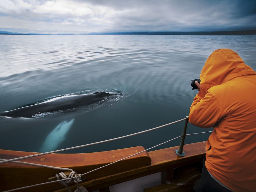 Husavik: Whale Watching on a Carbon Neutral Oak Boat - What $132 buys you