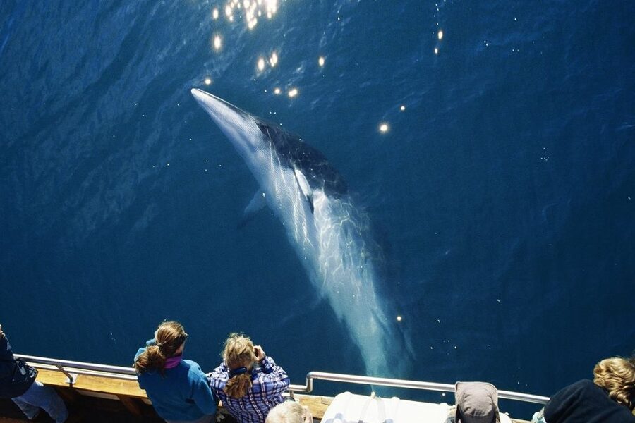 Husavik: Whale Watching on a Carbon Neutral Oak Boat - Who will get the most from this trip