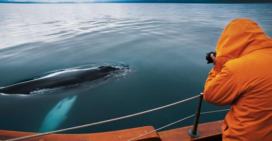 Husavik: Whale Watching on a Carbon Neutral Oak Boat - Three hours searching Skjálfandi Bay