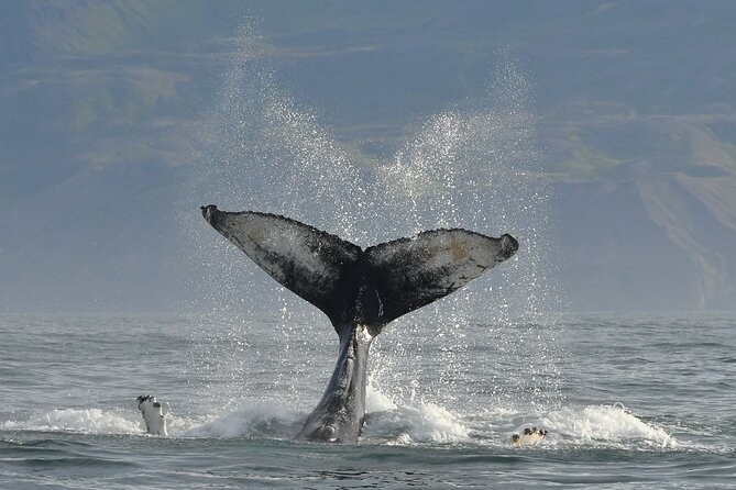 Húsavík Whale Watching Tour, family owned and operated - Protective clothing helps, but bring layers