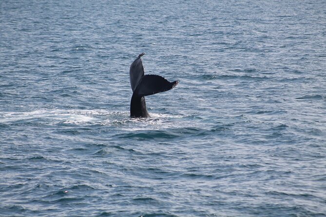 Húsavík Whale Watching Tour, family owned and operated - Booking ahead and timing your day