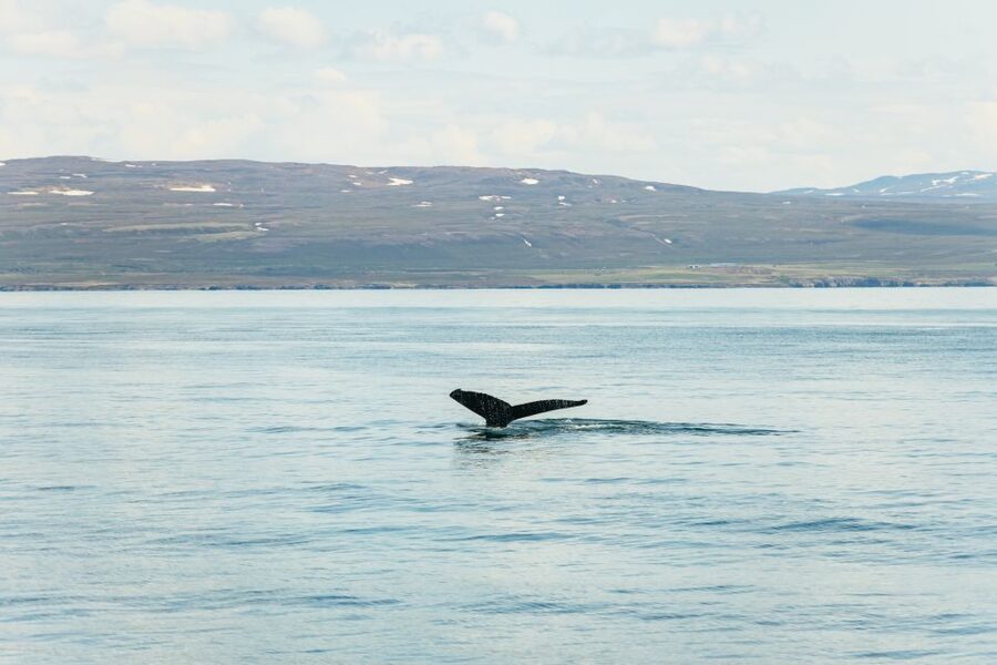 Húsavík: Whale Watching Tour with Guide - Key points to know before you sail