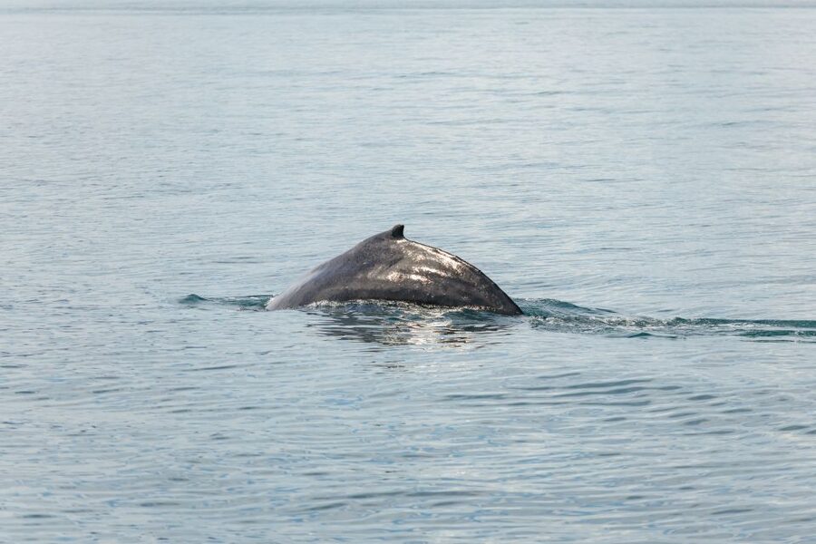Húsavík: Whale Watching Tour with Guide - Seabirds and puffins along the coast