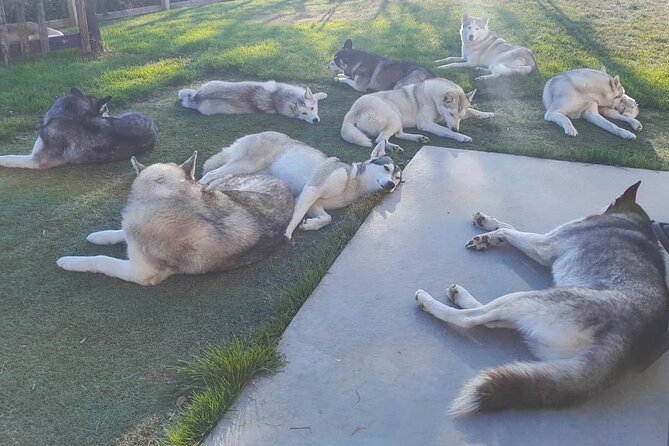 Husky Petting in Akureyri (private) - A private hour with working dogs