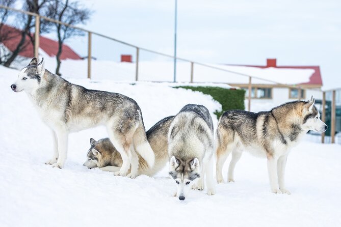 Husky Petting in Akureyri (private) - Coffee, tea, and time for photographs
