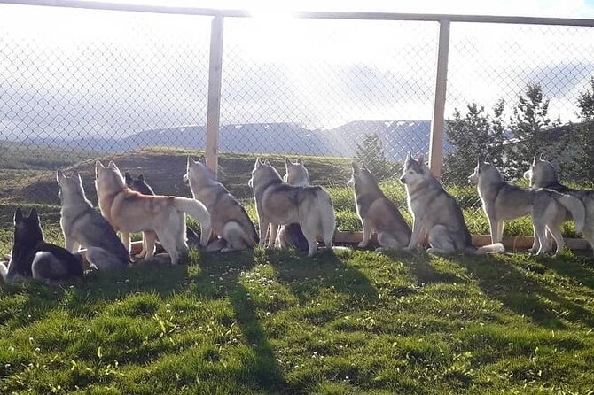 Husky Petting in Akureyri (private) - The view and the rural setting