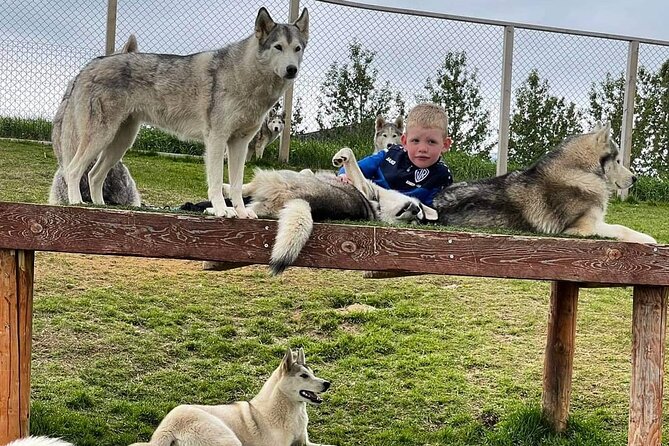 Husky Petting in Akureyri (private) - Is $666.78 good value for your group?