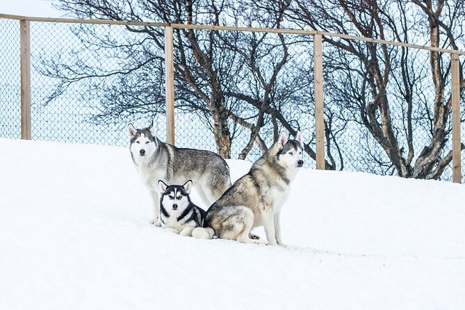 Husky Petting in Akureyri (private) - Timing your visit from the port or airport