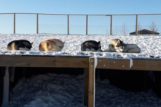 Husky Petting in Akureyri (private) - Who will enjoy this most?