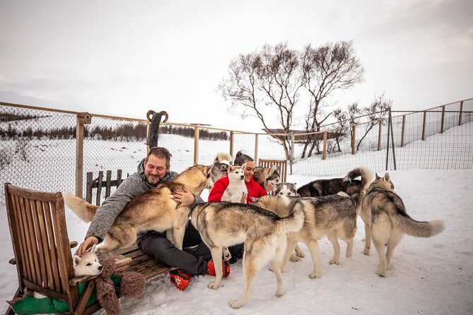 Husky Petting, in Akureyri - Cuddles, kisses, and plenty of photos