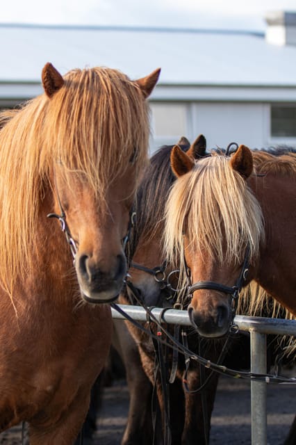 Hveragerdi: Countryside Charm Horse Riding Tour - Key points to know before booking