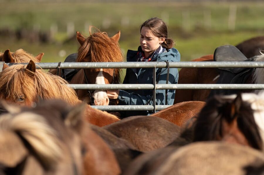 Hveragerdi: Countryside Charm Horse Riding Tour - Meeting the Icelandic horse at Vellir farm