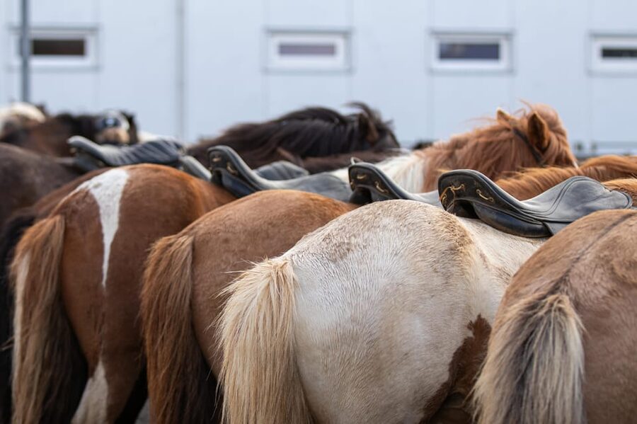 Hveragerdi: Countryside Charm Horse Riding Tour - FAQ