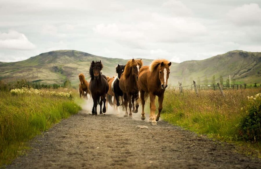 Hveragerði: Horseback Riding Tour for Beginners and … - Key points to know before you book