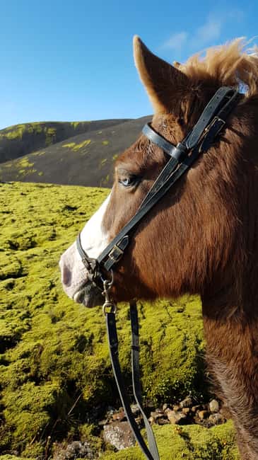 Hveragerði: Horseback Riding Tour for Beginners and … - What makes the Reykjadalur setting worth your time