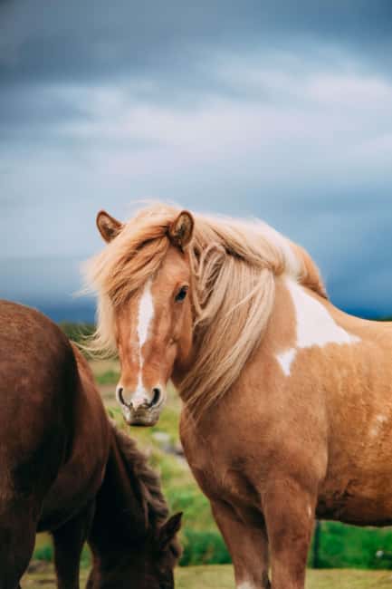 Hveragerði: Horseback Riding Tour for Beginners and … - Clothing, equipment, and Icelandic weather