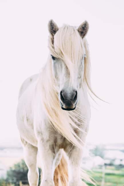 Hveragerði: Horseback Riding Tour for Beginners and … - Who should choose this one-hour outing