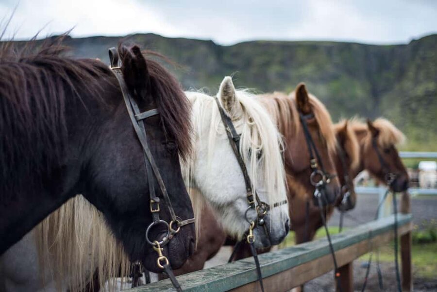 Hveragerði: Horseback Riding Tour for Beginners and … - Timing, transport, and the return to the stable