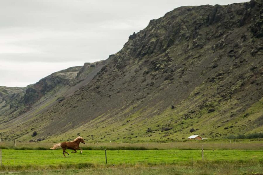 Hveragerði: Horseback Riding Tour for Beginners and … - Should you book the Reykjadalur horse ride?