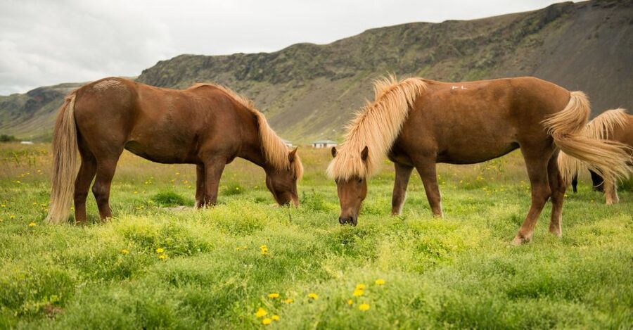 Hveragerdi: Reykjadalur (Hotspring Valley) Horse Riding Tour - Who should book this ride