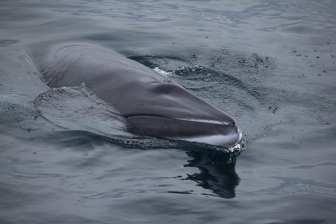 Iceland Super Saver: Northern Lights Cruise plus Whale-Watching Tour from Reykjavik - Two Iceland highlights from one Reykjavik harbor