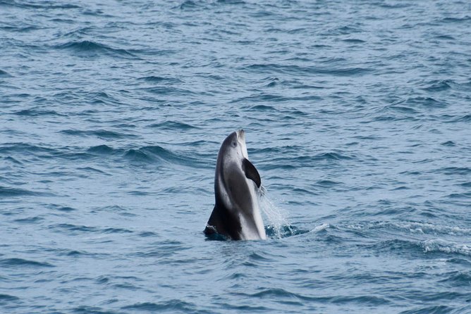 Iceland Super Saver: Northern Lights Cruise plus Whale-Watching Tour from Reykjavik - The 2.5-hour Northern Lights cruise