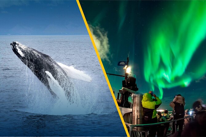 Iceland Super Saver: Northern Lights Cruise plus Whale-Watching Tour from Reykjavik - Comfort on board, and what you still need to bring