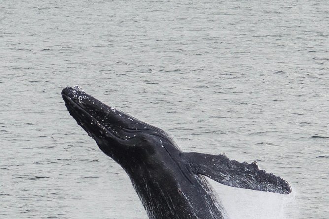 Iceland Super Saver: Northern Lights Cruise plus Whale-Watching Tour from Reykjavik - Taking both tours on the same day