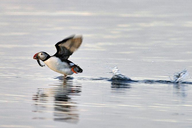 Iceland Super Saver: Puffin Cruise plus Whale-Watching Tour from Reykjavik - Watching puffins around Akurey