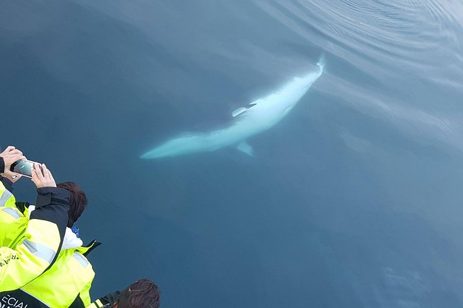 Iceland Super Saver: Puffin Cruise plus Whale-Watching Tour from Reykjavik - How the timing affects your day