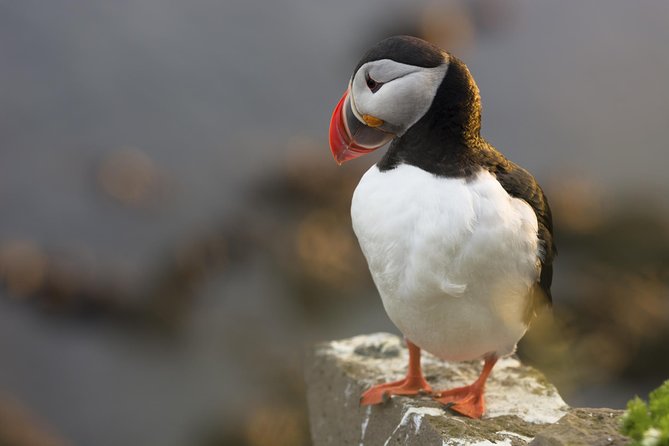 Iceland Super Saver: Puffin Cruise plus Whale-Watching Tour from Reykjavik - Is $156.19 good value?
