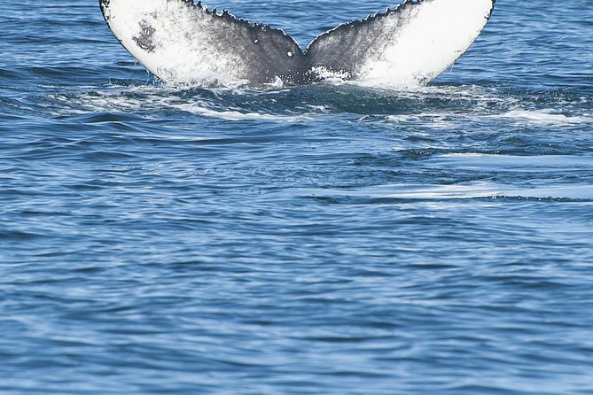 Iceland Super Saver: Puffin Cruise plus Whale-Watching Tour from Reykjavik - Practical preparation for a better cruise