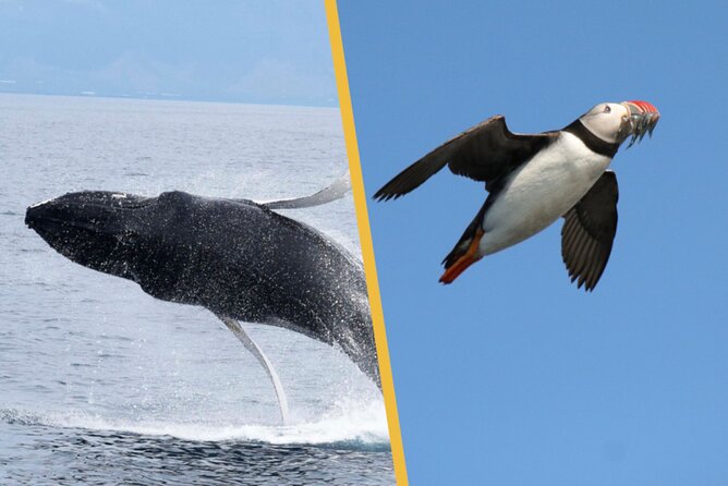 Iceland Super Saver: Puffin Cruise plus Whale-Watching Tour from Reykjavik - Searching Faxafloi Bay for whales