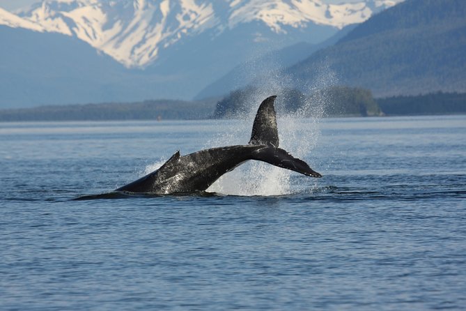 Icelandic Horse Riding and Whale Watching Cruise from Reykjavík - What happens if no whales appear