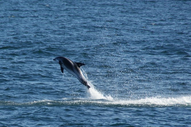 Icelandic Horse Riding and Whale Watching Cruise from Reykjavík - The value of $280 for a full day