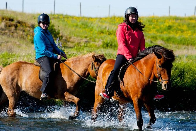 Icelandic Horse Riding and Whale Watching Cruise from Reykjavík - Who should book this day