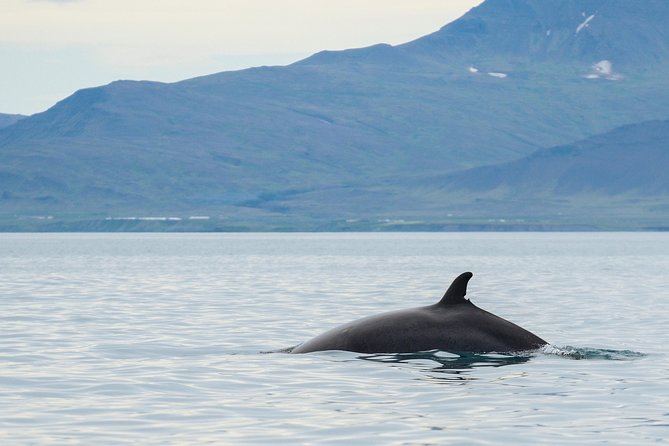 Icelandic Horse Riding and Whale Watching Cruise from Reykjavík - Clothing, timing, and small practical tips