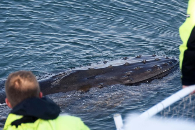 Icelandic Horse Riding and Whale Watching Tour from Reykjavik - What the $233.08 Price Really Buys You
