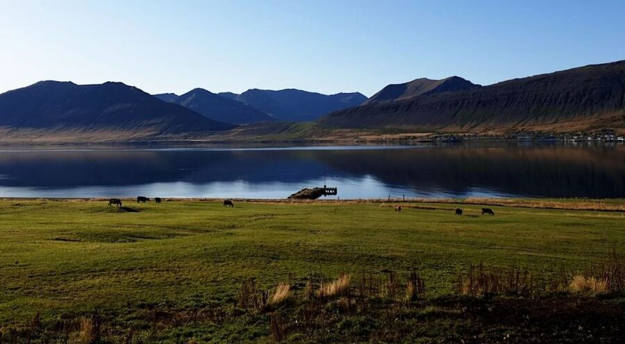 Isafjordur: Dynjandi Waterfall Tour and Icelandic Farm Visit - Guides who make the bus ride count