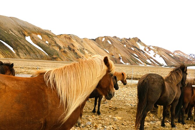 Landmannalaugar Hiking, Haifoss Waterfall and Hot Springs Tour - Why this Landmannalaugar day is worth your time